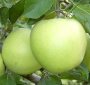 goldenir alma